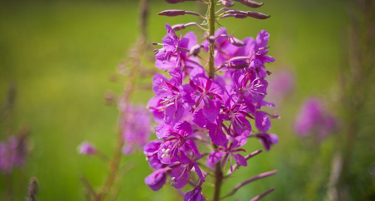 fireweed pentru sănătatea bărbaților