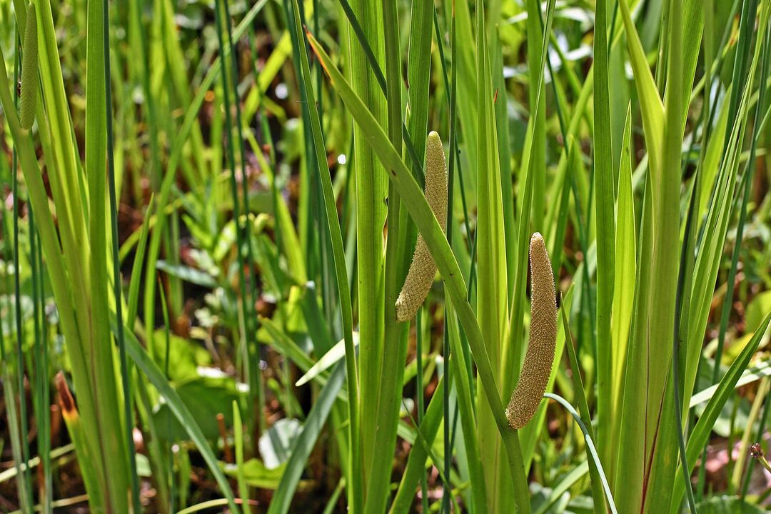 planta calamus pentru potenta